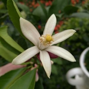 Meet your Posher, Meagan